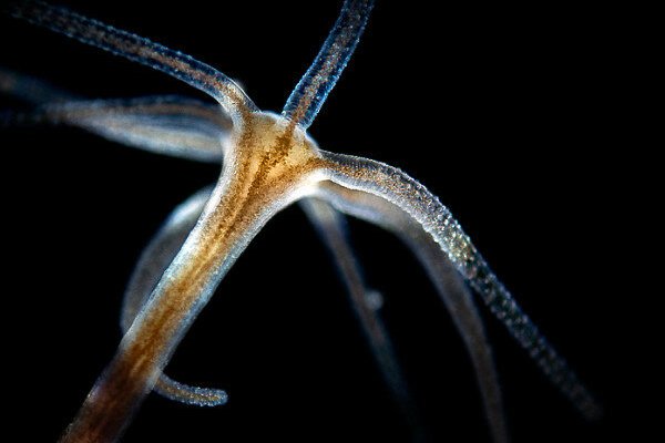 Kraken darknet зеркала кракен обход